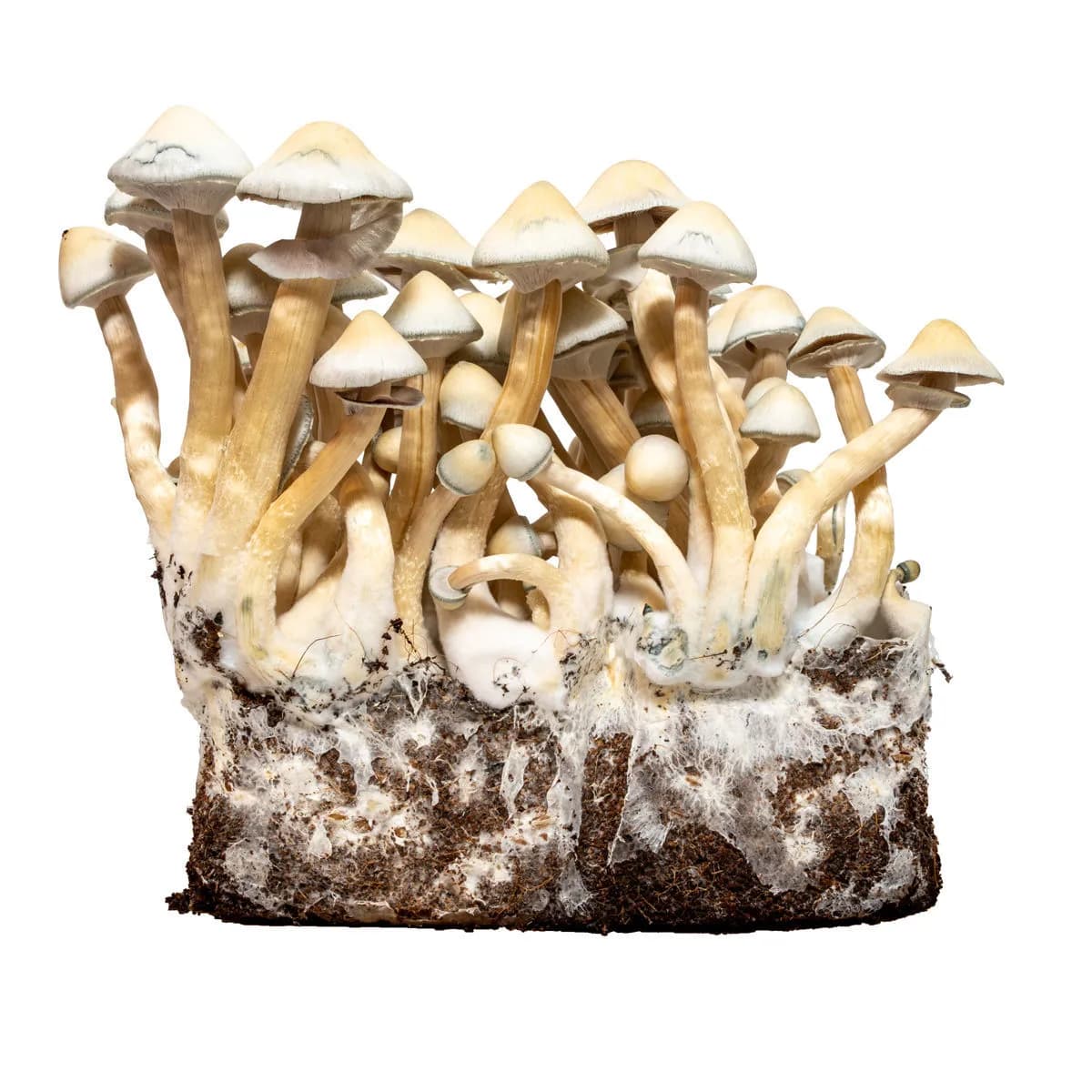 Seringa de Cultura Líquida Albino A+ (Acid Shroomz)