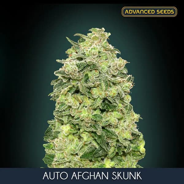 Auto Afghan Skunk