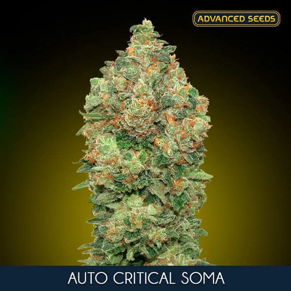 Auto Critical Soma