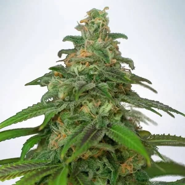 Auto Mandarin Haze