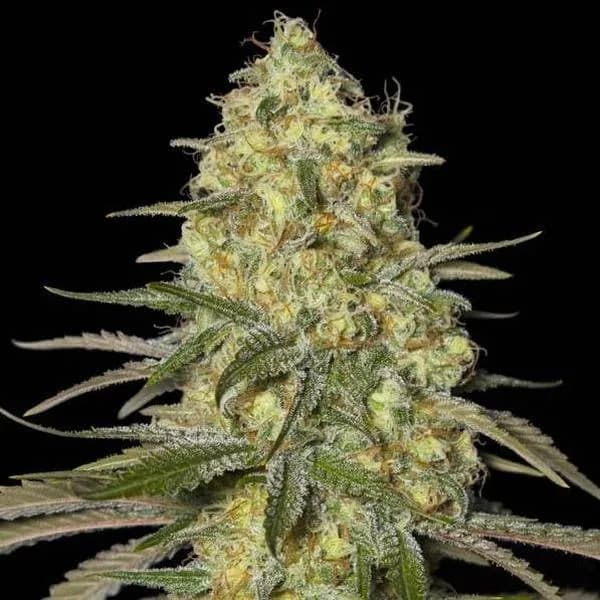 Black Dream