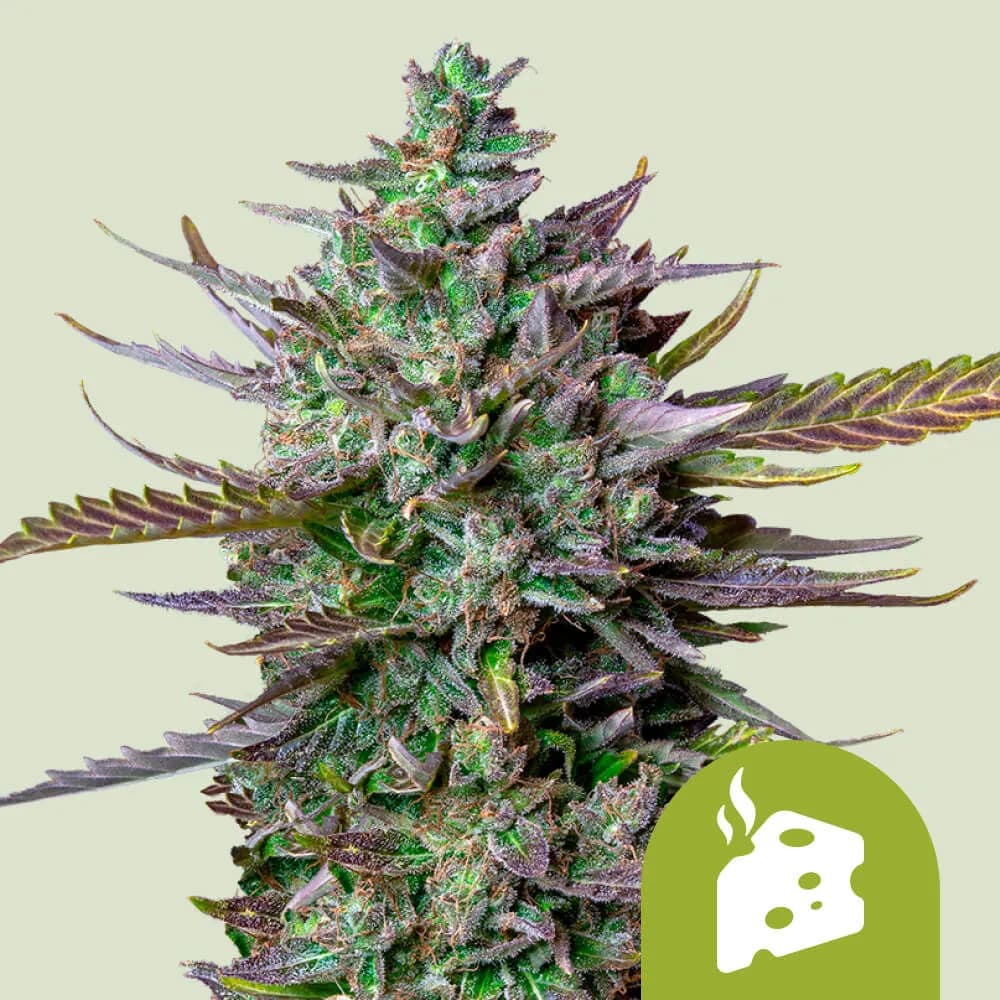 Blue Cheese Autoflower
