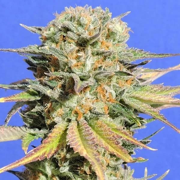 Bruce Banner 3