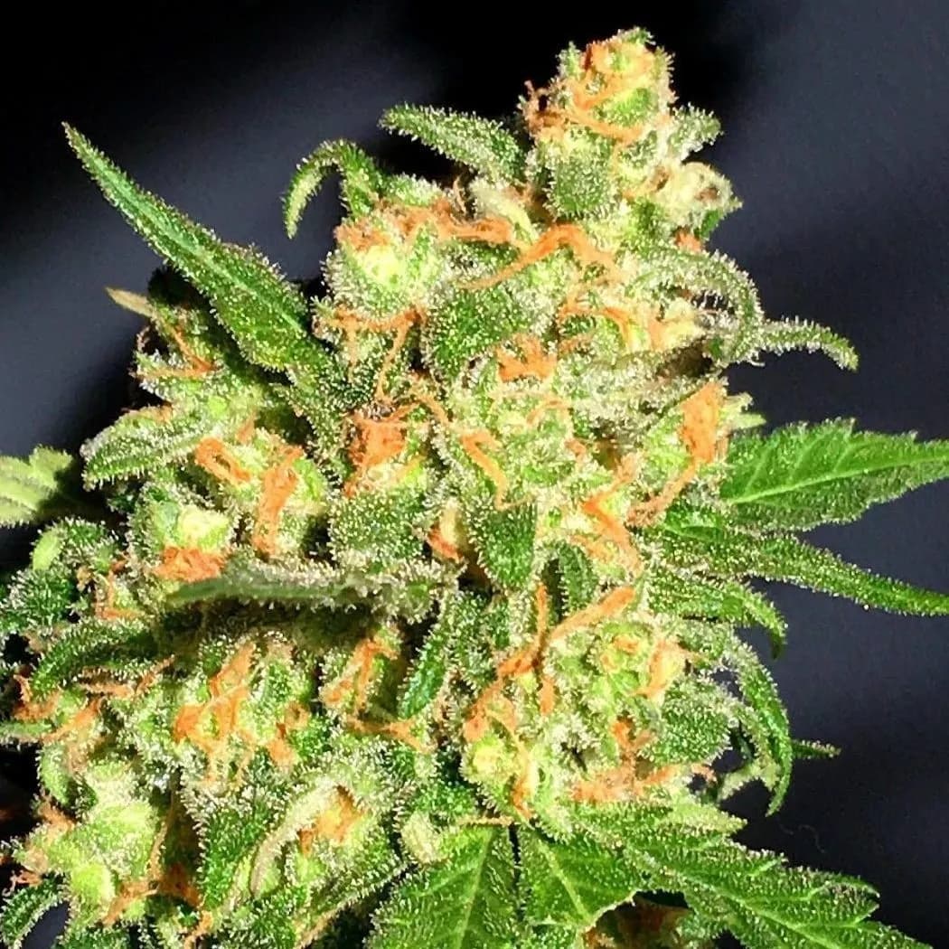Bruce Banner