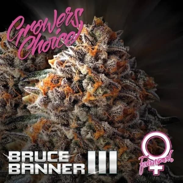 Bruce Banner III