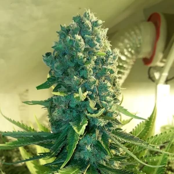 Cali Dream