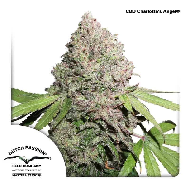 CBD Charlotte’s Angel