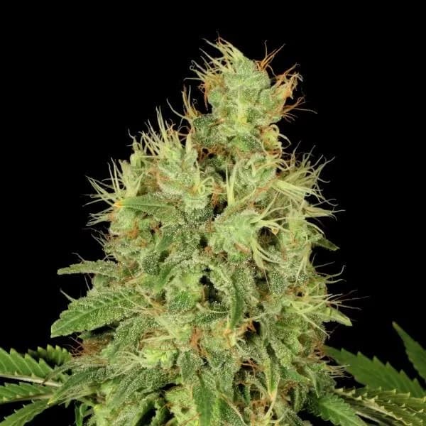 CBD-Chronic
