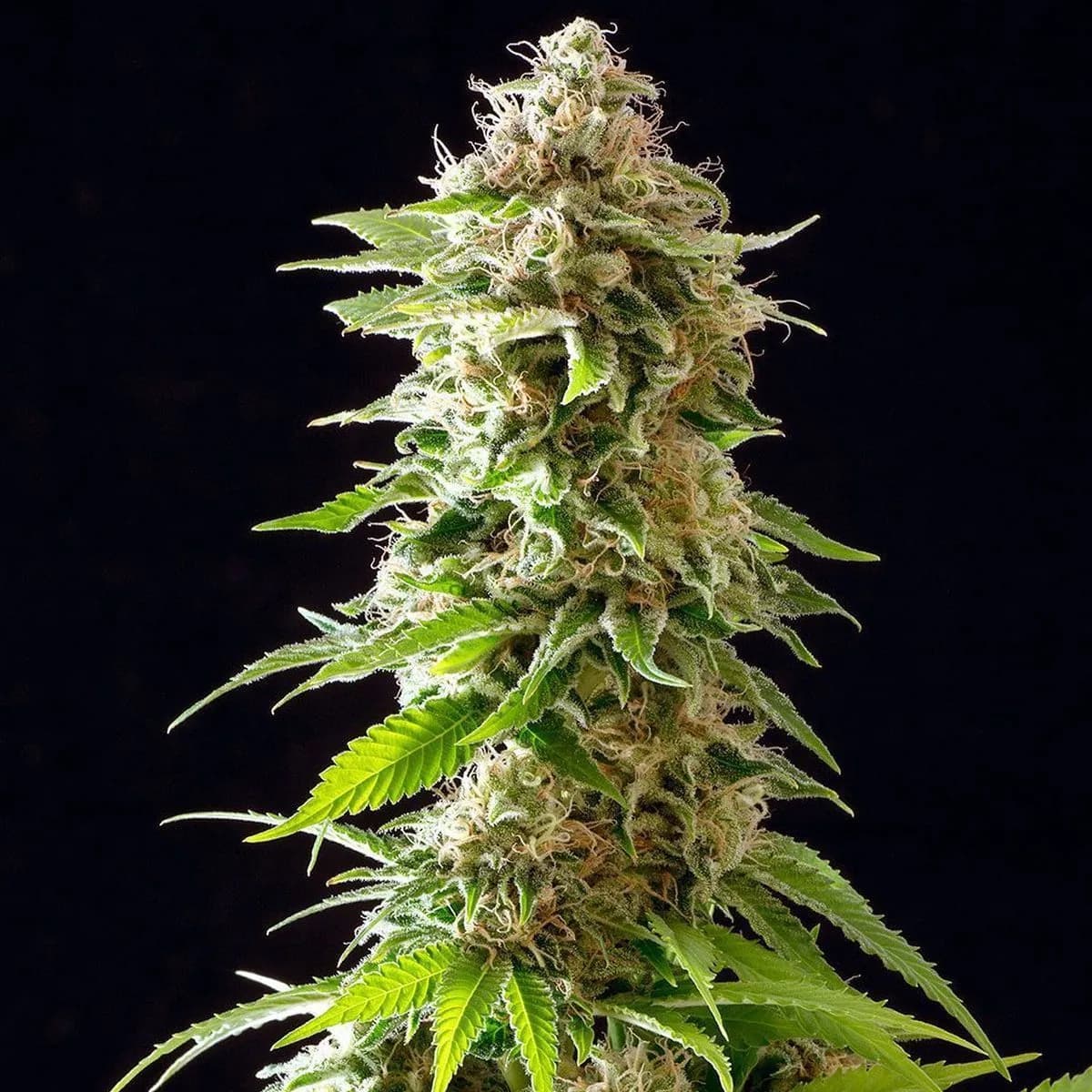 Cookies Haze