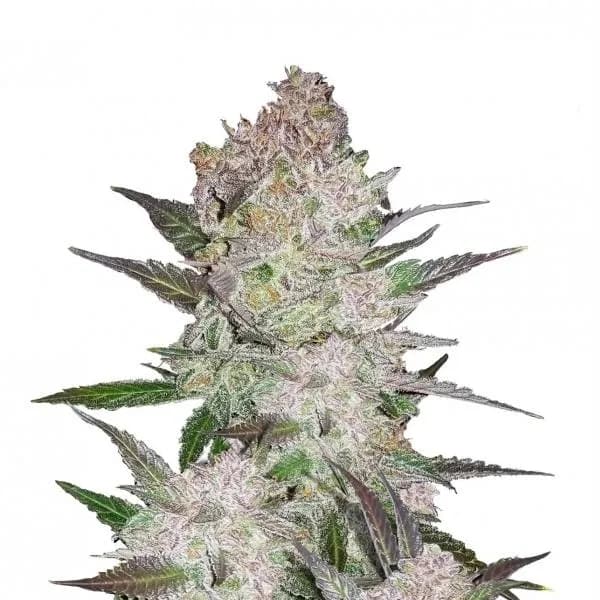 Cream Cookies Auto