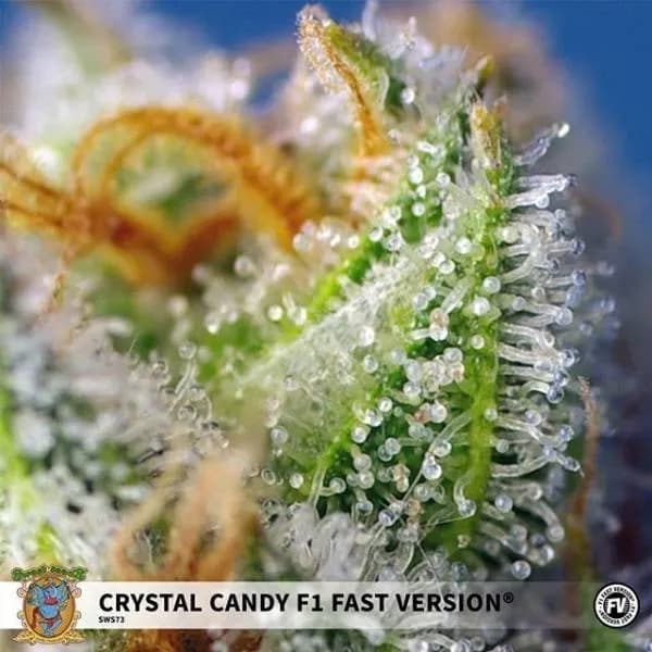 Crystal Candy F1 Fast Version