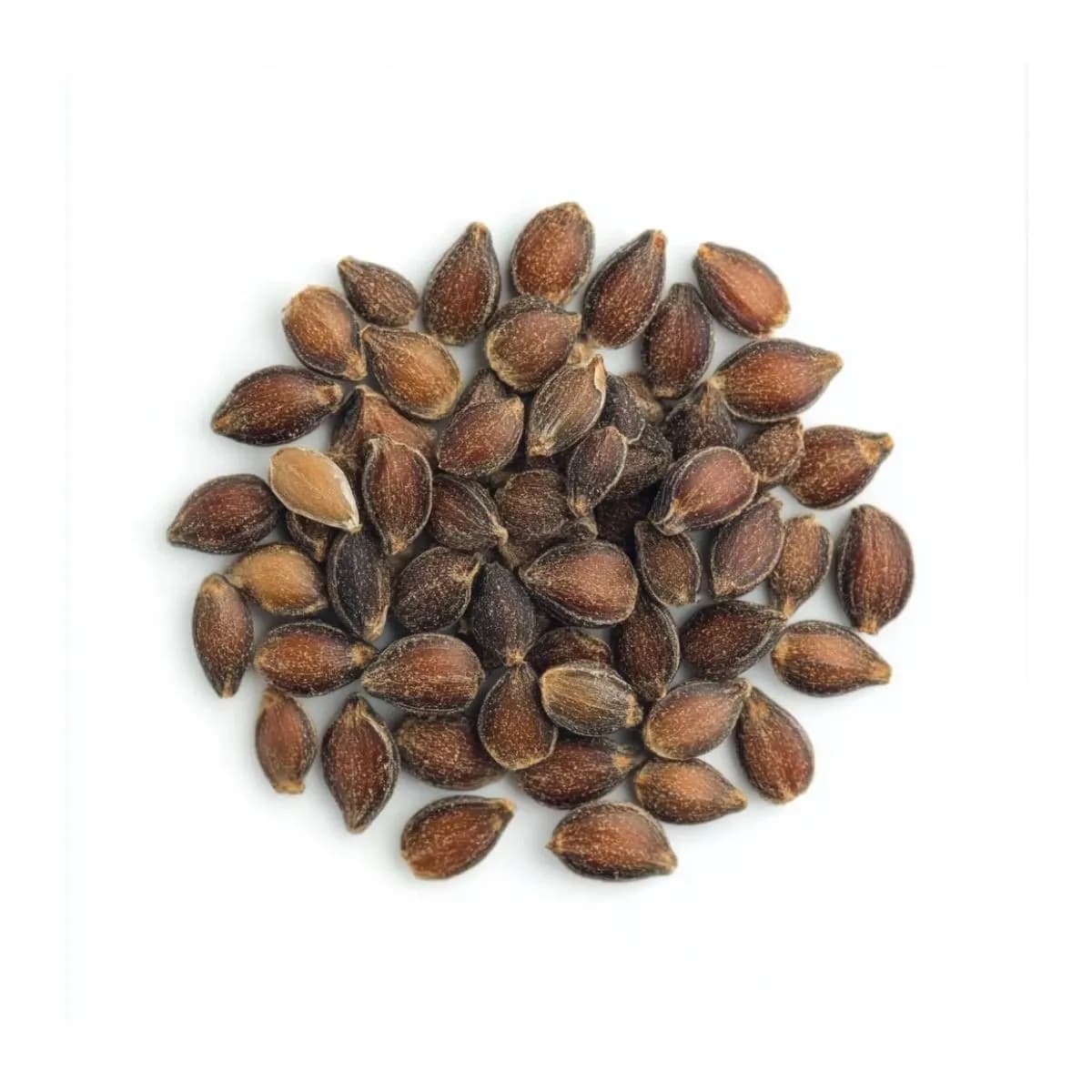 Sementes de Éfedra