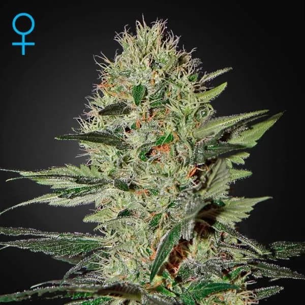Exodus Cheese Autoflowering
