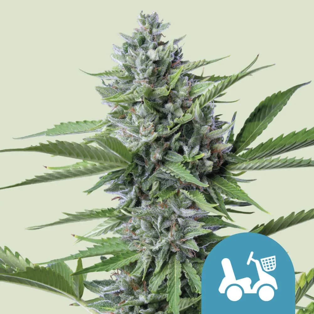 Fast Eddy Autoflower