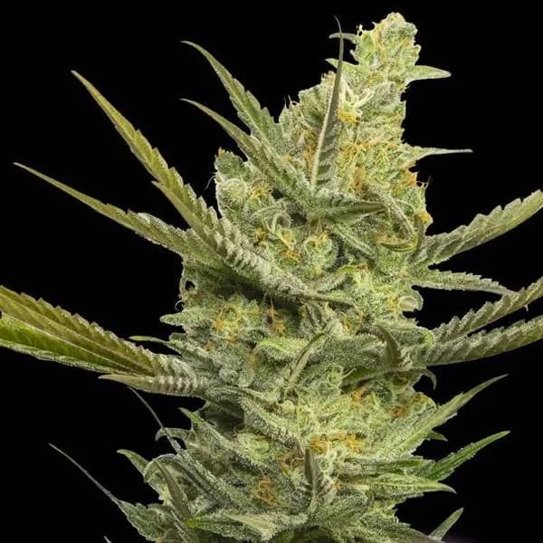 Gipsy Haze