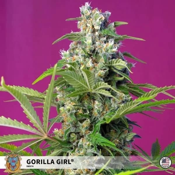 Gorilla Girl