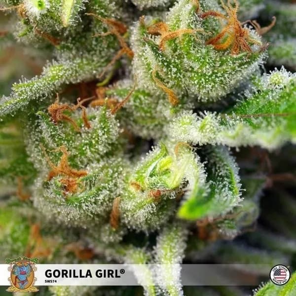 Gorilla Girl