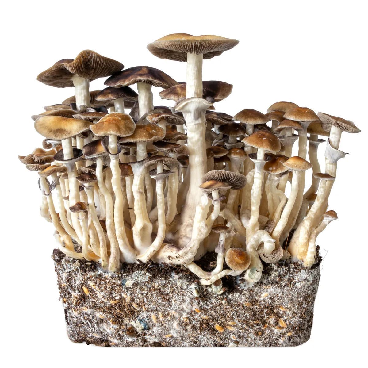 Seringa de Cultura Líquida Hawaii (Acid Shroomz)
