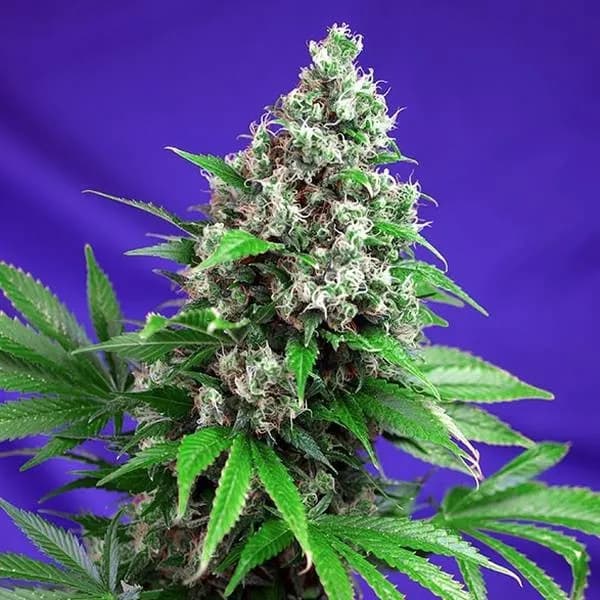 Killer Kush - F1 Fast Version