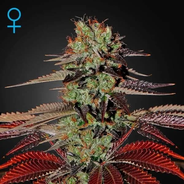 King's Kush Autoflowering