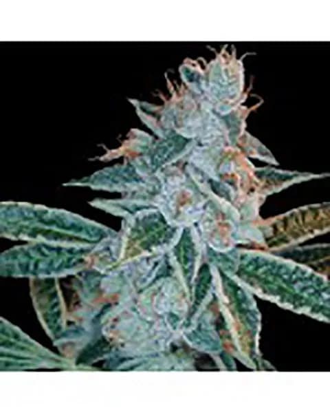 Lemon OG Kush