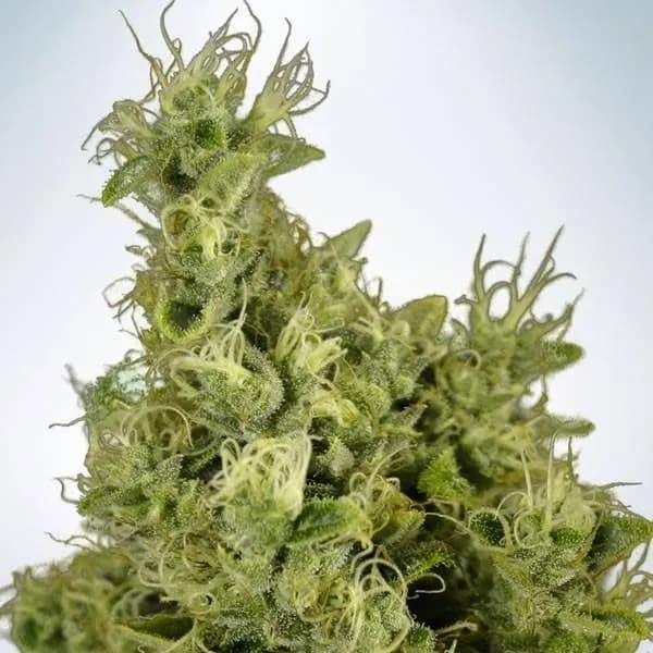 Mandarin Haze