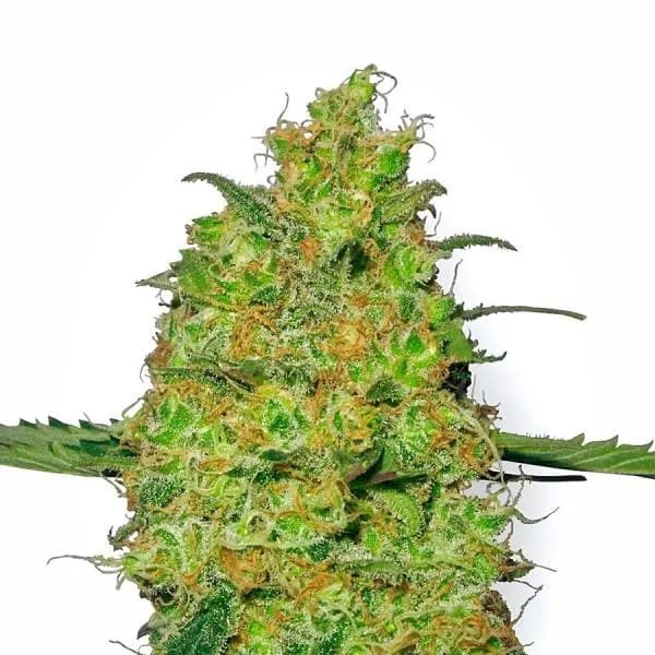 Master Kush