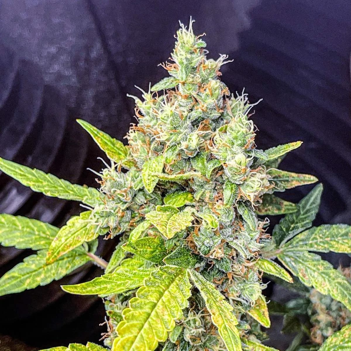 Milkshake Kush Autoflower