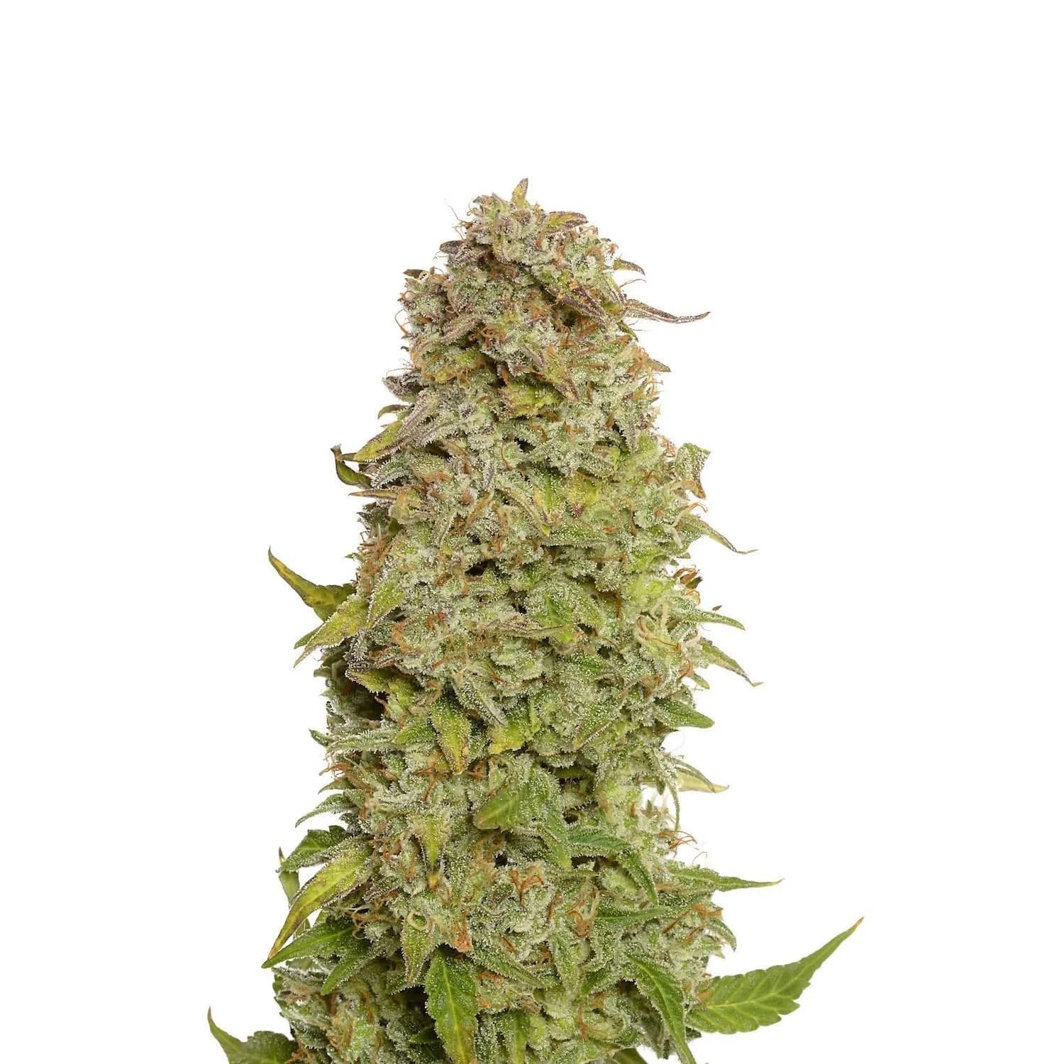 Milkshake Kush Autoflower
