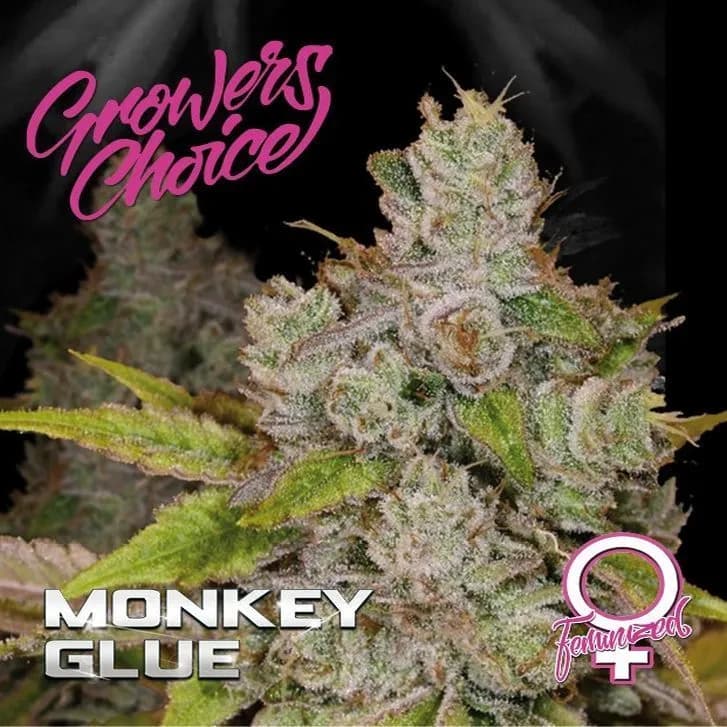 Monkey Glue