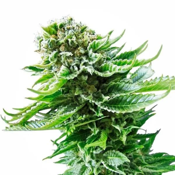 Northern Lights Autoflower