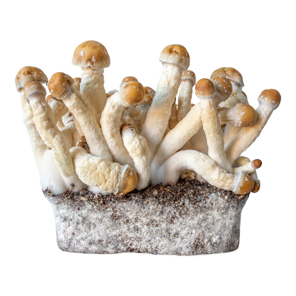 Seringa de Cultura Líquida Penis Envy (Acid Shroomz)