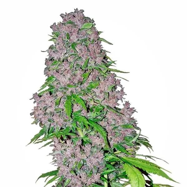 Purple Bud