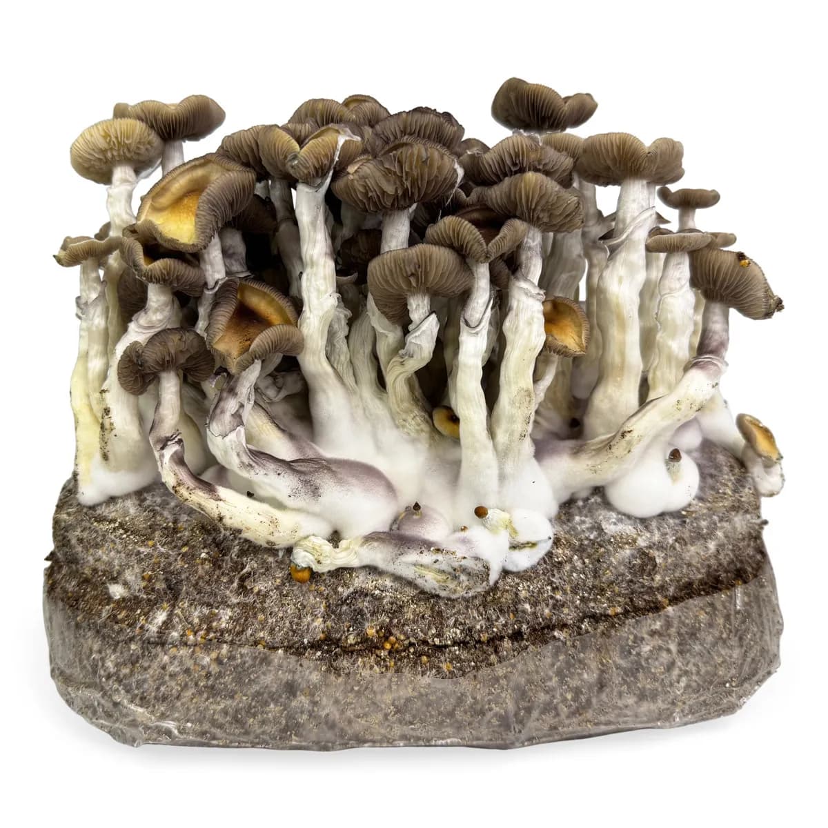 Saco Ready-2-Grow 'Golden Teacher'