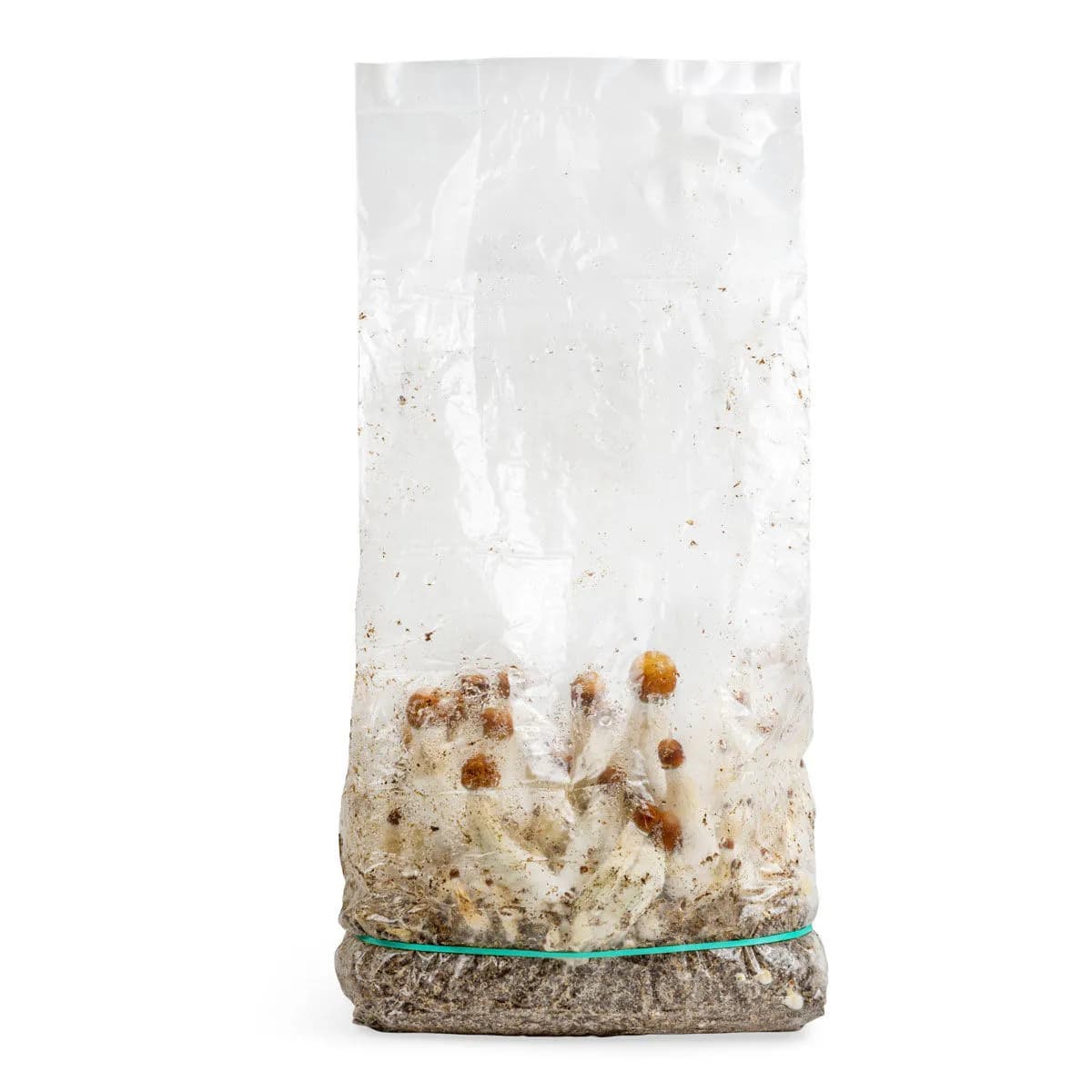Saco de cultivo Ready-2-Grow 'MVP'