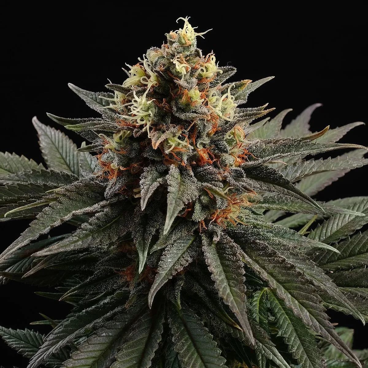 Sativa Dream