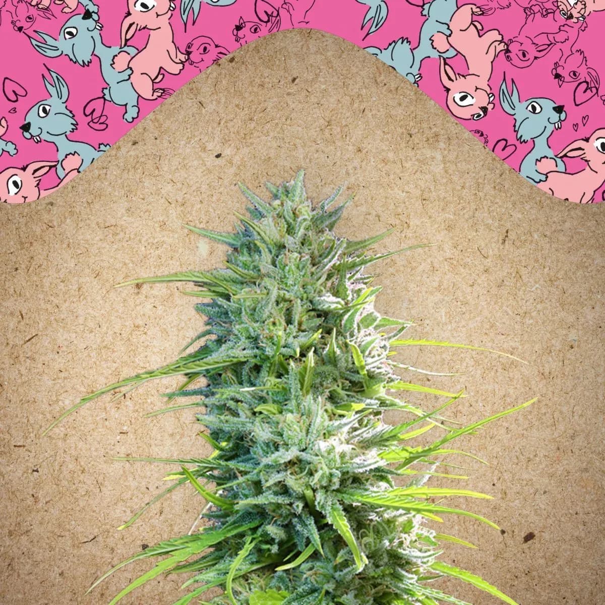 SexBud