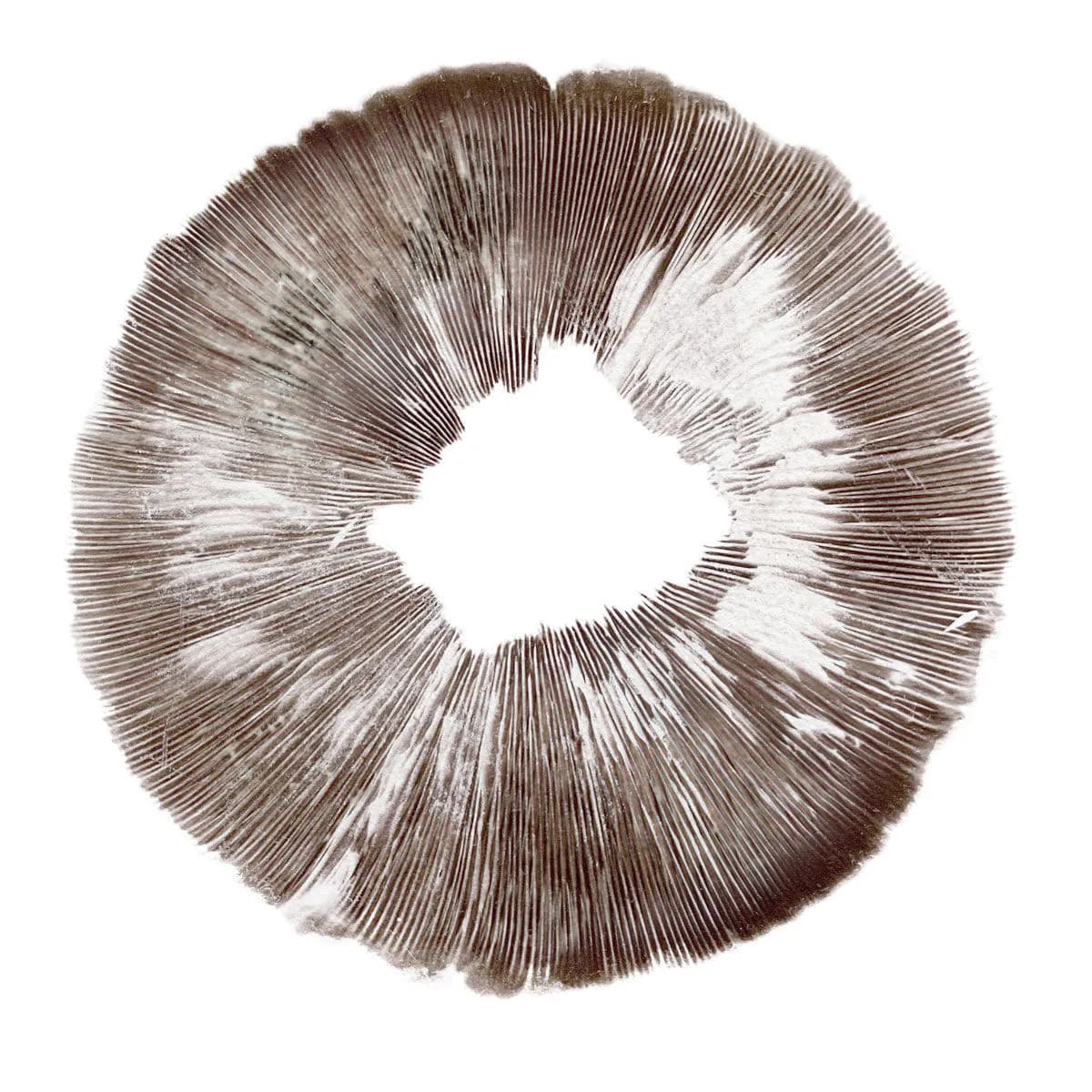Impressão de esporos Psilocybe cubensis Amazonas