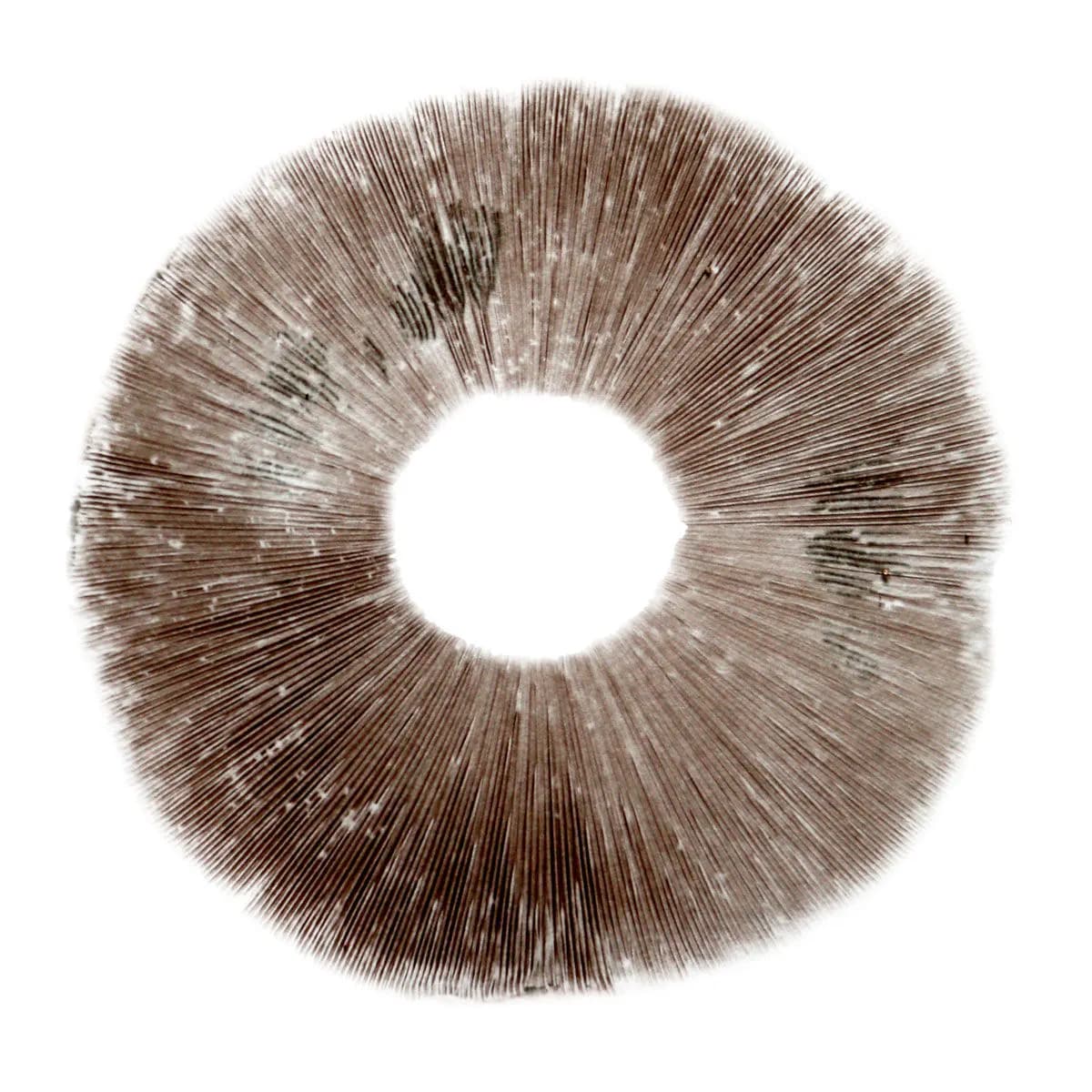 Impressão de esporos Psilocybe cubensis Ban Hua Thai