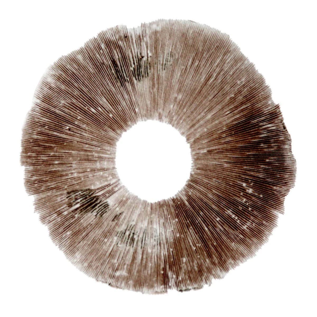 Impressão de esporos Psilocybe cubensis Hawaii (PES)
