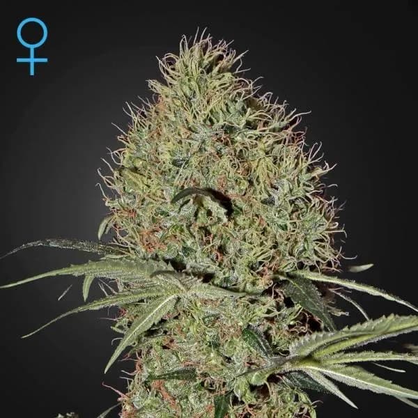 Super Bud Autoflowering