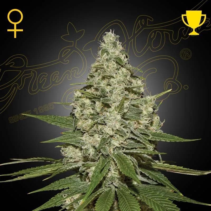 Super Lemon Haze Autoflowering
