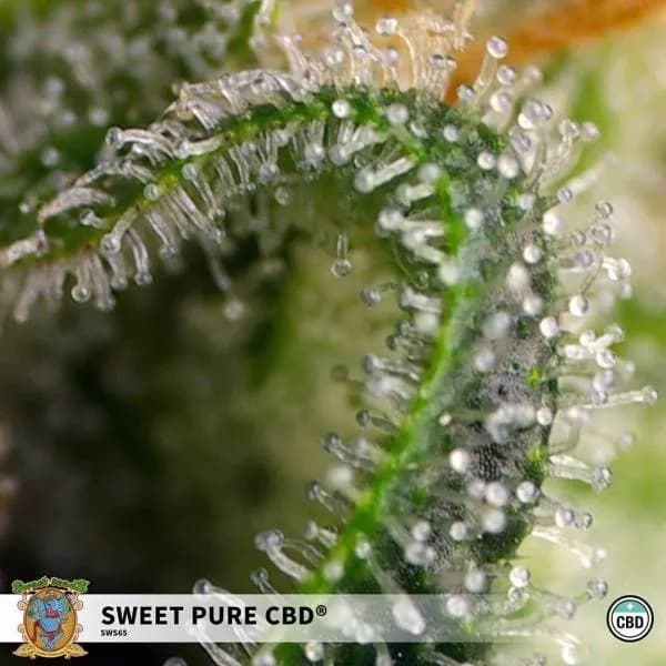 Sweet Pure CBD