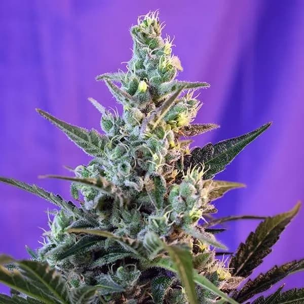 Sweet Skunk - F1 Fast Version
