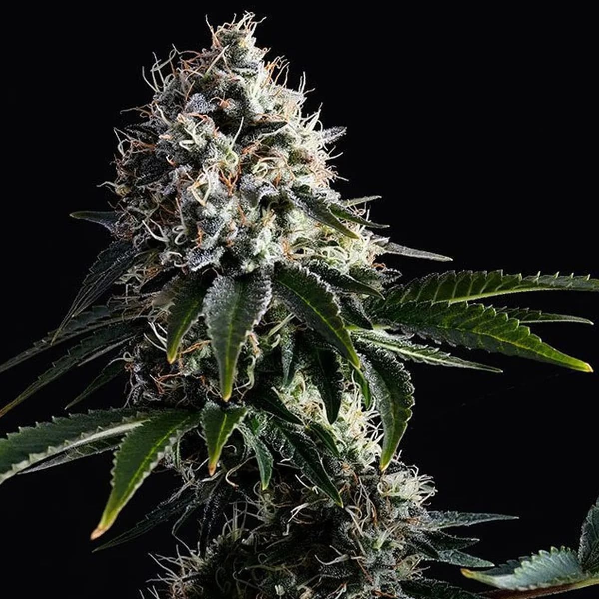 Swiss Dream CBD