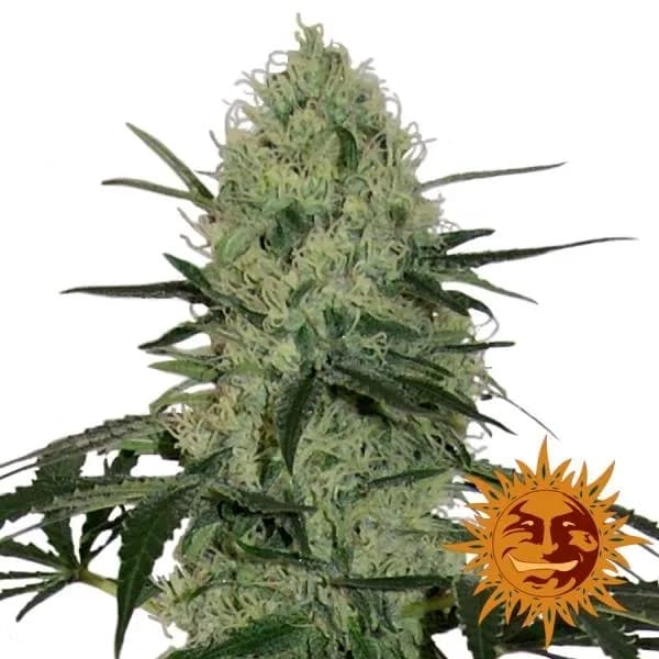 Tangerine Dream Auto