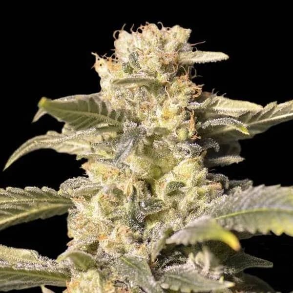 TNT Kush CBD