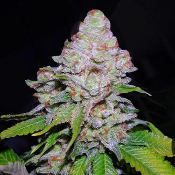White Berry