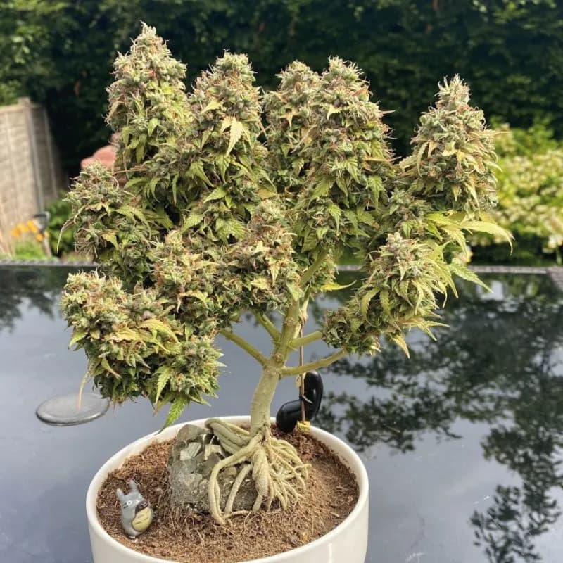 White Choco Autoflower