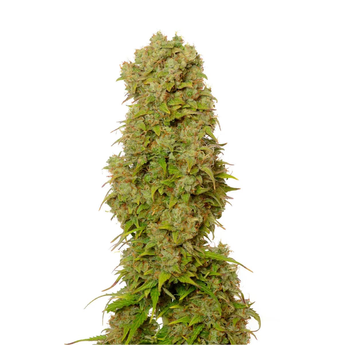 White Choco Autoflower